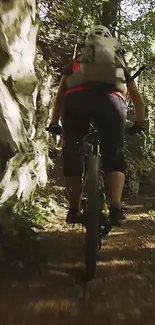 Mountain biker on forest path, scenic view.