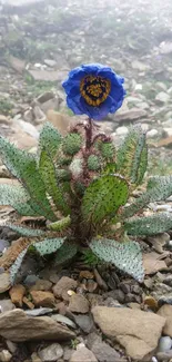 Close-up of a blue flower blooming amidst rocky terrain.