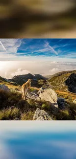 Dog stands on mountain enjoying breathtaking landscape view.