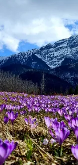 Purple flowers in a mountain field with snow-capped peaks.