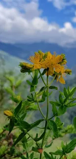 Yellow flowers with mountains and blue sky background.