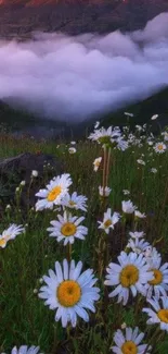 Mountain and daisy field at sunrise, shrouded in mist.