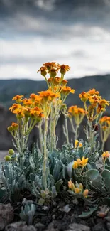 Vibrant orange flowers bloom on a mountain under a moody sky.