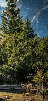 Lush green forest with majestic mountains in the background on a sunny day.