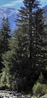 Beautiful forest with pine trees in a mountain landscape.