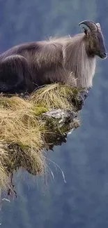 Majestic mountain goat perched on a cliff with forest backdrop.