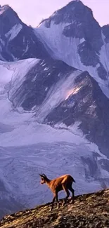 Mountain goat standing on rocky terrain with snowy peaks in the background.