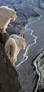 Mountain goats on a cliff with a river valley below.