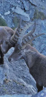 Two mountain goats on a rocky slope.