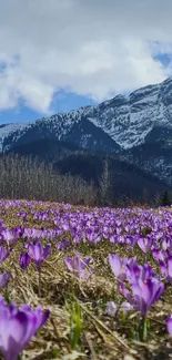 Purple crocuses bloom under snowy mountains.