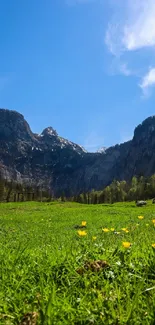 Vibrant mountain meadow with blue sky and lush greenery.