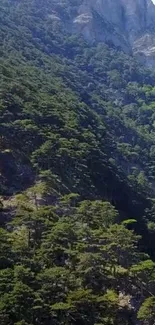 Scenic view of forested mountains under a clear sky.