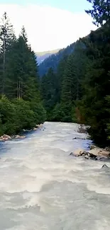 Tranquil mountain river flowing through lush green pine forest.