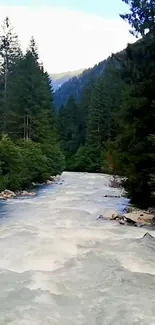 Serene forest river flowing through lush greenery.