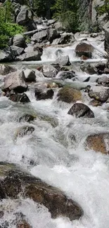 Flowing mountain stream with rocks and trees in a scenic view.