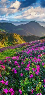 Mountain sunset with vibrant pink flowers in foreground.