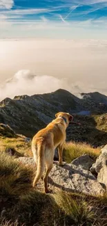 A dog gazing over a misty mountain landscape.