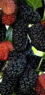 Black and red mulberries with green leaves.