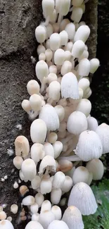 Cluster of white mushrooms growing on tree bark.