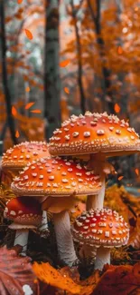 Red dotted mushrooms in autumn forest scene.