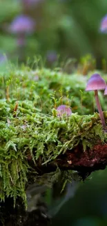 Purple mushrooms growing on lush green moss in a forest setting.