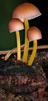 A cluster of mushrooms growing on a forest floor with dark green background.