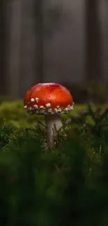 A lone mushroom in a misty, dark green forest, creating a mystical ambiance.