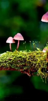 Vibrant mushrooms and green moss on forest backdrop wallpaper.