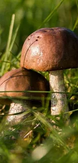 Close-up of mushrooms in green grass, ideal for nature-themed mobile wallpaper.