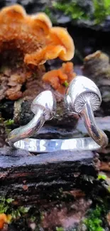 Mushroom ring on a mossy log with orange fungi.