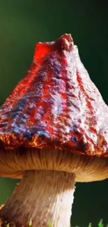 Vibrant mushroom wallpaper with red cap.