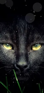 Mysterious black cat with yellow eyes wallpaper.