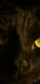 Close-up of black cat with green eyes in low light.