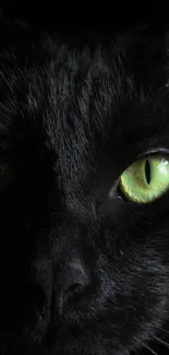 Mysterious black cat with striking green eyes.