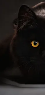 Dark black cat with vivid yellow eyes.