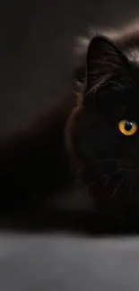 Black cat with yellow eyes on a dark background.