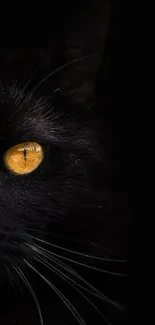 Mysterious black cat with yellow eyes on a dark background wallpaper.