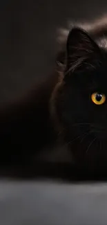 Mysterious black cat with yellow eyes on a dark background wallpaper.