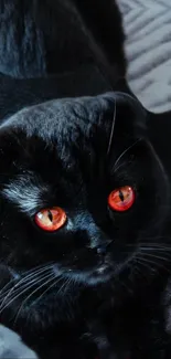 Black cat with glowing orange eyes and bat wings, creating a mysterious look.