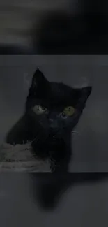 Black cat with yellow eyes on a dark background.