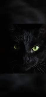 Mysterious black cat with green eyes in the dark.