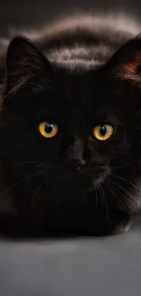 Mysterious black cat with yellow eyes on dark background.