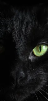 Mysterious black cat with glowing green eyes.