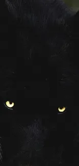 Mysterious black wolf with glowing eyes in dark setting.