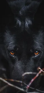 Dark and mysterious black wolf among branches.