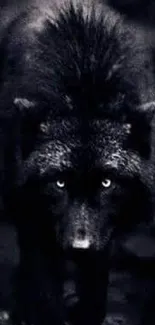 Mysterious black wolf in dark setting, glowing eyes.