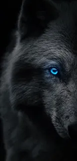 Mobile wallpaper of a wolf with luminous blue eyes.