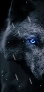 Dark gray wolf with striking blue eye in night scene.