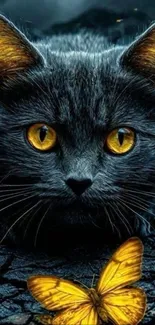 Black cat with golden eyes and butterfly