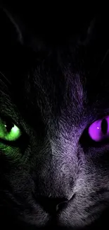 Close-up of a cat with green and purple eyes on a black background.